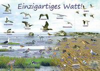 Poster - Einzigartiges Watt